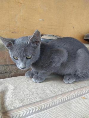 Lindo gatito macho Azul Ruso 4meses