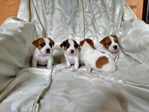 Lindos Cachorros Jack Russell