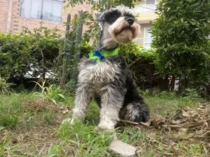 Monta Schnauzer Macho