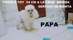 Poodle Toy 24 CM A La Cruz Brinda Servicio De Monta ///