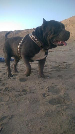 Servicio de Monta American Bullyn