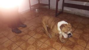 Servicio de monta bulldog ingles