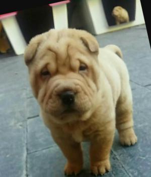 Sharpei