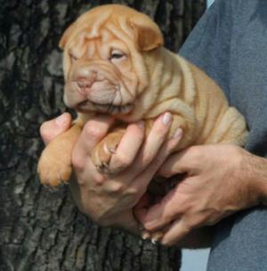 Sharpei