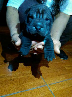 Sharpei Cachorro