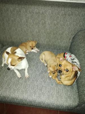 Vendo 2 Chihuahua Bebe