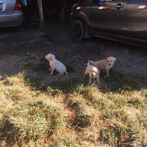 Vendo Hermosos Cachorros Labrador