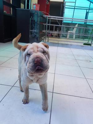 Vendo Sharpei