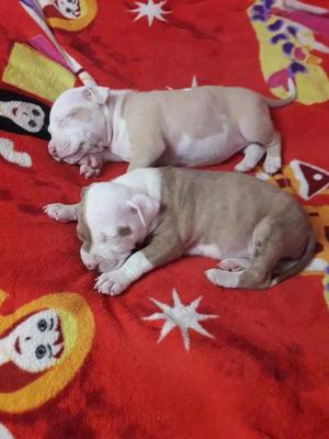 Venta de Cachorros Pitbulls Red Nouse