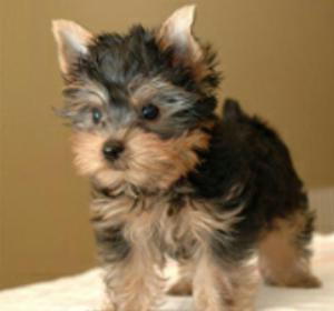 Yorkshire Terrier