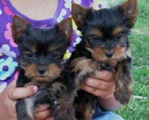 Yorkshire Terrier Machito