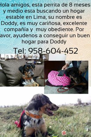 en Adopcion