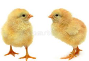venta de pollos doble pechuga pollos bb 