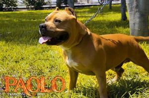 American Bully