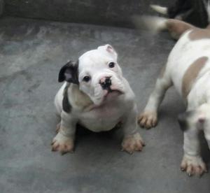 American Bully 