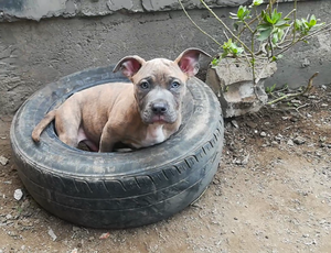 American bully x pitbull