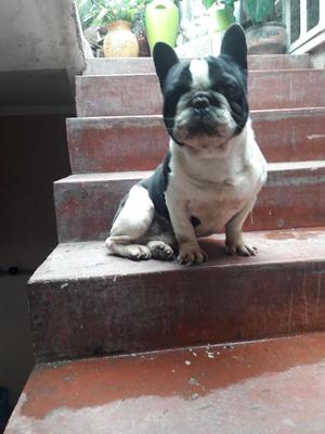 BULLDOG FRANCES,, 2,,, PADRILLOS PARA SERVICIO DE MONTA,,,