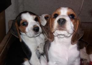 Beagle Autenticos Tricolor
