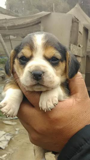 Beagle Tri Color