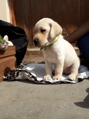 Bellos Cacharros Labradores