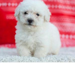 Bichon Frice