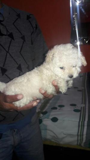 Bichon Frice