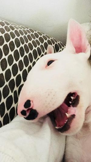 Bullterrier Hembra