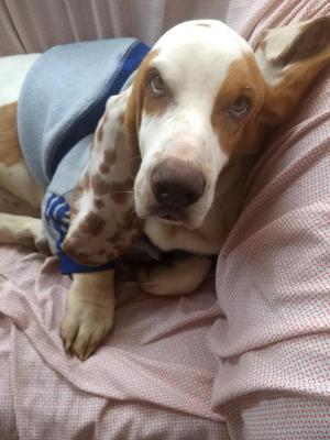 Busco Una Orejona Basset Hound