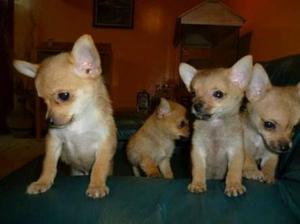 Cachorras Chihuahuas Toys Hembras