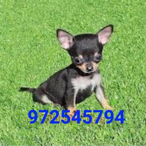 Cachorro Chihuahua Mini Toy Negrito