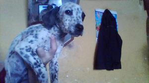 Cachorro Dalmata