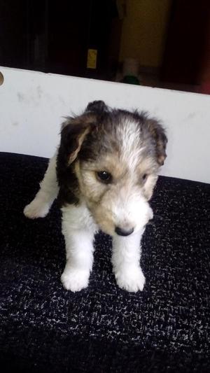 Cachorros Fox Terrier