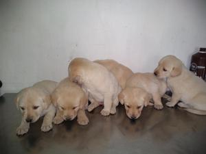 Cachorros Raza Labrador Cel: