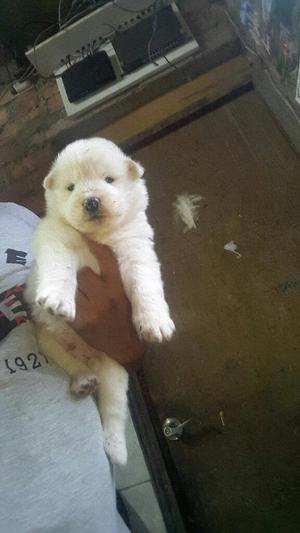 Cachorros Samoyedo