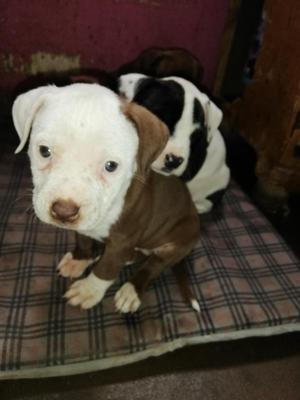 Cachorros fusin Bully pocket x pitbull