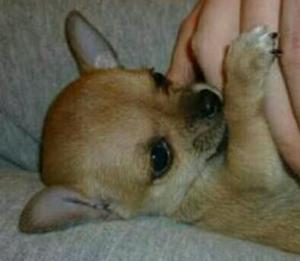 Chihuahuas Enanitos Vacunados