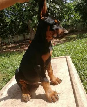 Dobermann