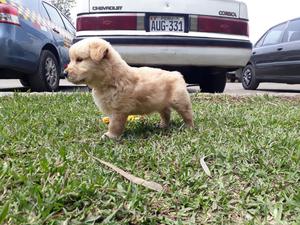 Hermosos Cachorritos Golden Retriever