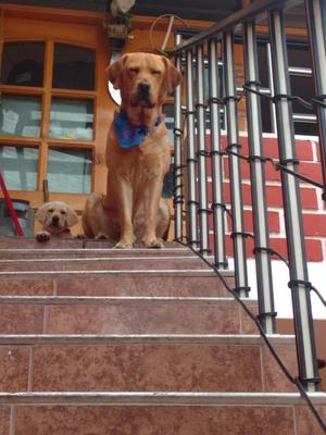 Hermosos Cachorros Labrador