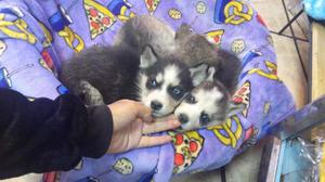 Huskies