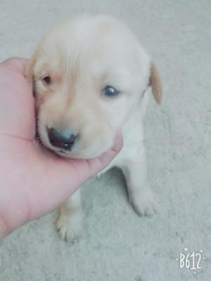 Labrador Retriever