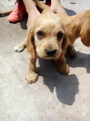 Lindos Cachorros