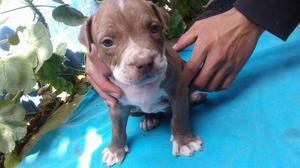 Pitbull