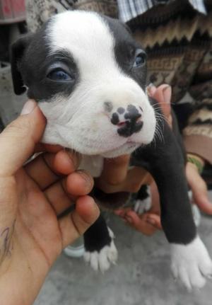 Pitbull Fusion Bully