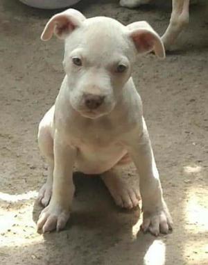 Pitbull Red Nose Hembras