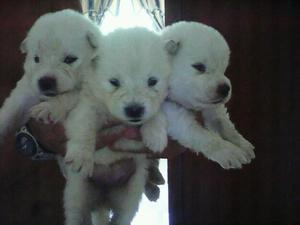 SAMOYEDO MIS CACHORROS OFREZCO