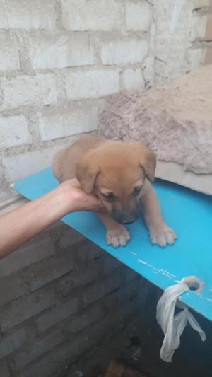 SE DA EN ADOPCIÓN