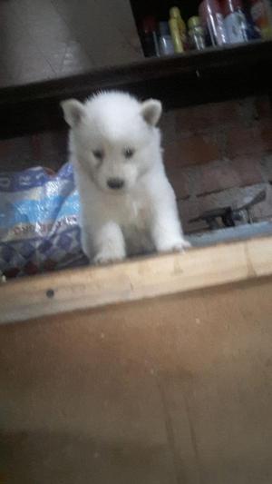 Samoyedo