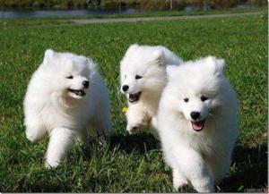 Samoyedo