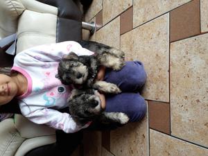 Schnauzer cachorros 200 soles cu